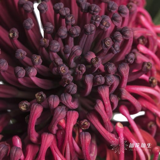 配花 | 海神花 商品图2