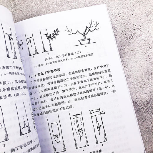图说果树嫁接技术 苹果梨葡萄核桃枣桃樱桃柿等常见种果树嫁接技术书籍 果树的砧木接穗嫁接工具果树嫁接方法 果树栽培种植技术书 商品图2