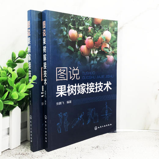 图说果树嫁接技术 苹果梨葡萄核桃枣桃樱桃柿等常见种果树嫁接技术书籍 果树的砧木接穗嫁接工具果树嫁接方法 果树栽培种植技术书 商品图4