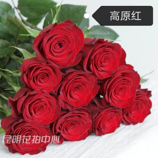 【玫瑰套装】洛神10支 高原红10支 江南10支