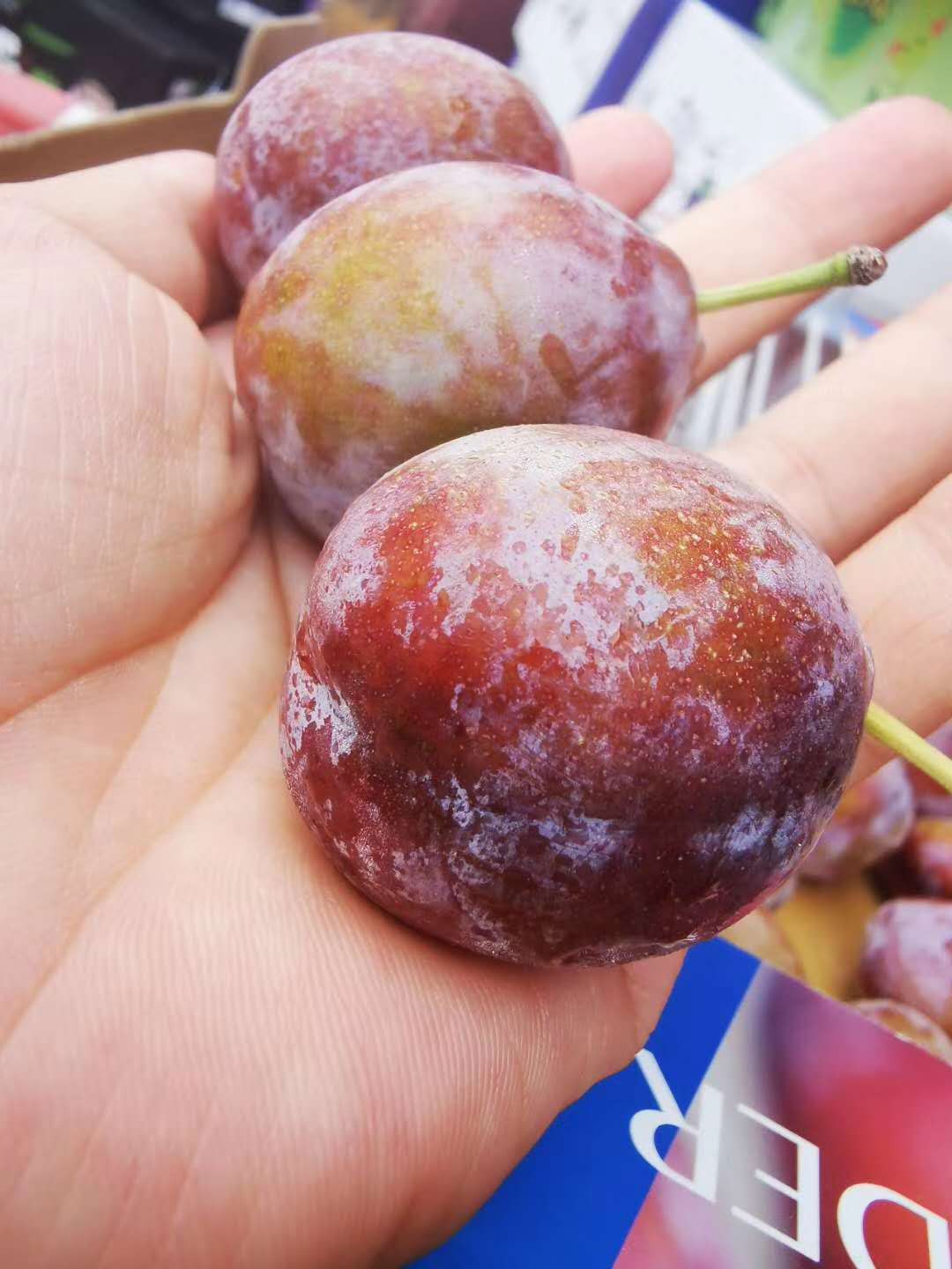 【新疆西梅】 饱满而紧实的果肉 ,一股透着清香的甜蜜在你的舌尖炸开