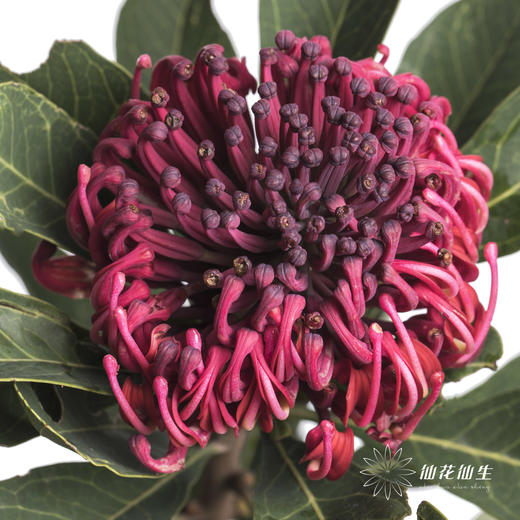 配花 | 海神花 商品图1