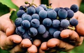  白藜芦醇，帮你少花冤枉钱的美白养颜圣品 