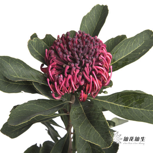 配花 | 海神花 商品图0