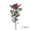 配花 | 海神花 商品缩略图5