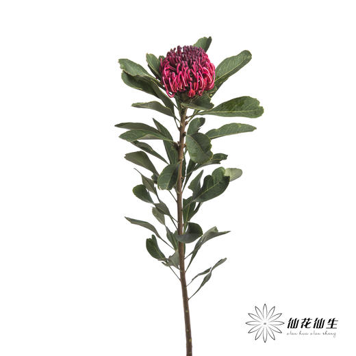 配花 | 海神花 商品图5