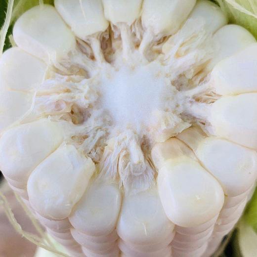 万爱微玉牛奶冰糖玉米(5个/盒,单果约重0.5斤)