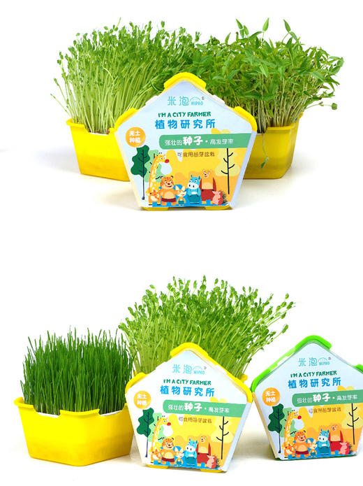 植物观察水培种植盆栽芽苗菜发芽生长 幼儿园小学生儿童科学实验 商品图10