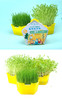 植物观察水培种植盆栽芽苗菜发芽生长 幼儿园小学生儿童科学实验 商品缩略图9