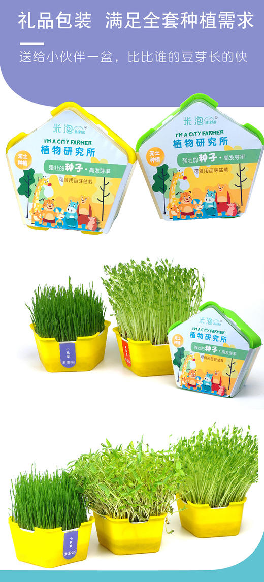 植物观察水培种植盆栽芽苗菜发芽生长 幼儿园小学生儿童科学实验 商品图5