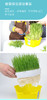 植物观察水培种植盆栽芽苗菜发芽生长 幼儿园小学生儿童科学实验 商品缩略图7