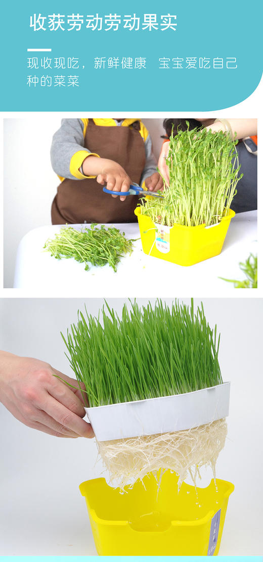 植物观察水培种植盆栽芽苗菜发芽生长 幼儿园小学生儿童科学实验 商品图7