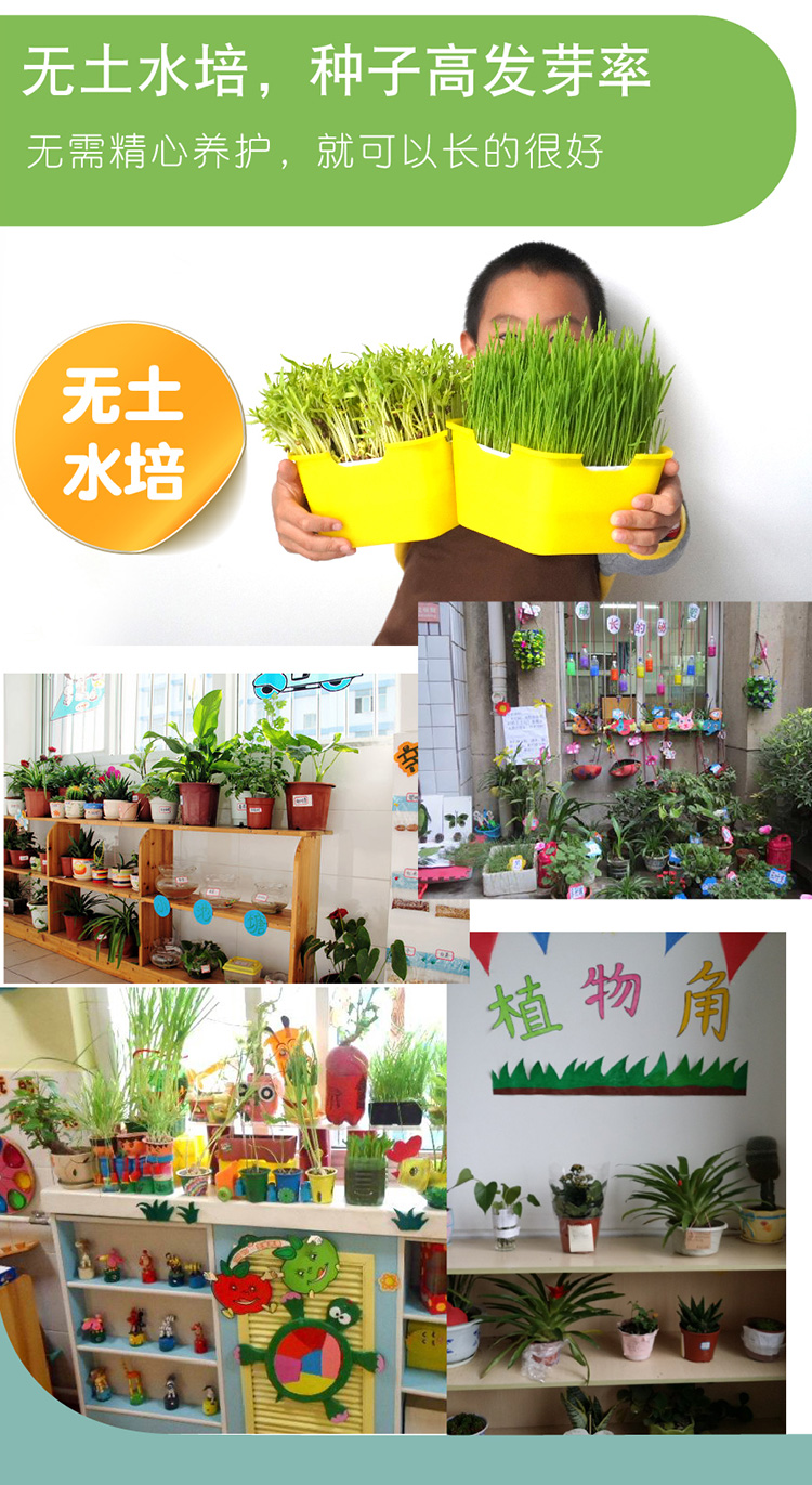 植物观察水培种植盆栽芽苗菜发芽生长幼儿园小学生儿童科学实验