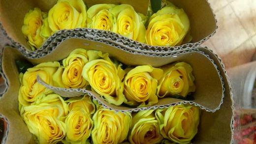 【秒杀福利】月光漫步 20支/扎 商品图1