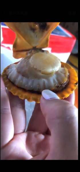 福建扇贝（约20只）