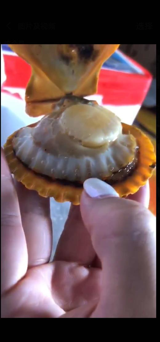 福建扇贝（约20只） 商品图0