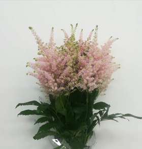 4月1日粉炮盛-55cm-10支