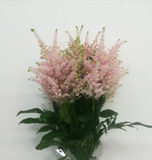 4月1日粉炮盛-55cm-10支 商品图0