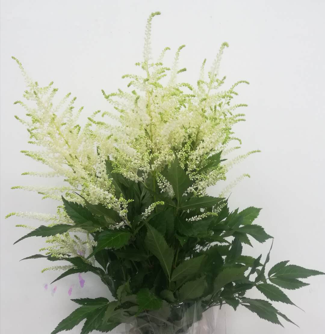 3月1日白炮盛Washington 50cm-10支