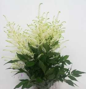 基地直营-白炮盛-35cm-10支