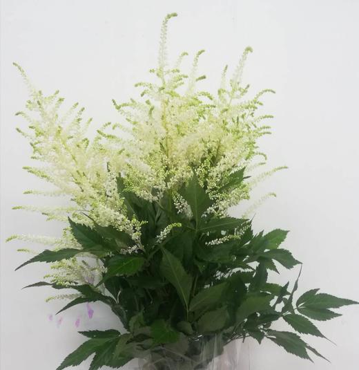 4月1日白炮盛-35cm-10支 商品图0
