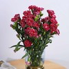 康乃馨鲜花（20支） 商品缩略图2