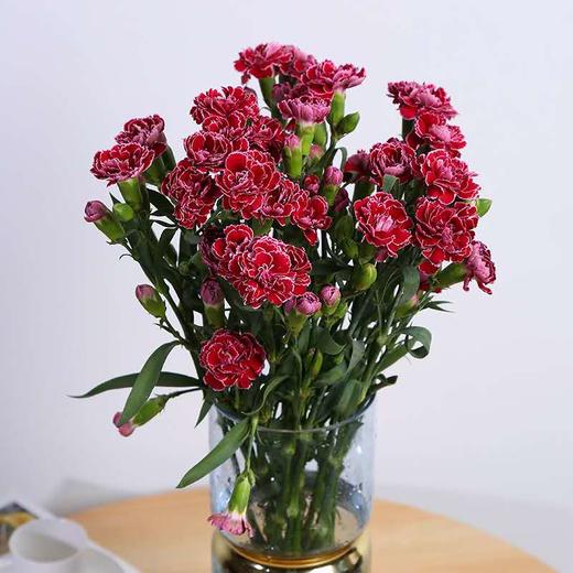 康乃馨鲜花（20支） 商品图2