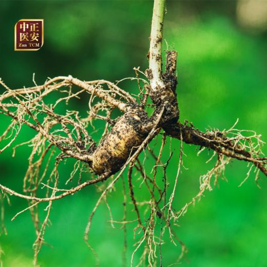 【2025门店请货】正安20年野山参鲜参  籽货鲜参   大于21g/根 商品图10