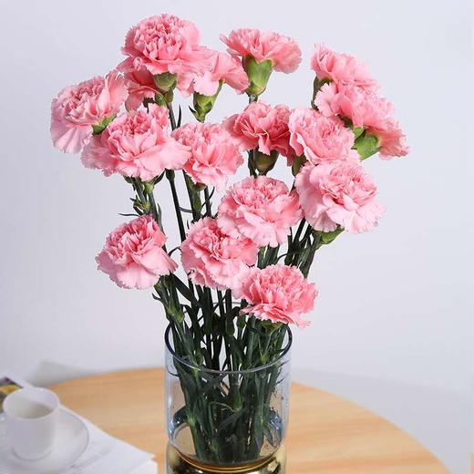 康乃馨鲜花（20支） 商品图3