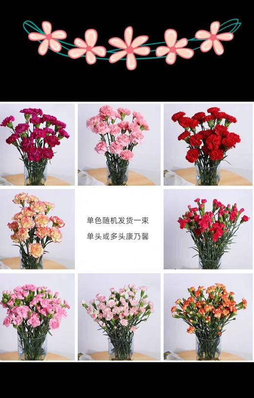 康乃馨鲜花（20支） 商品图0
