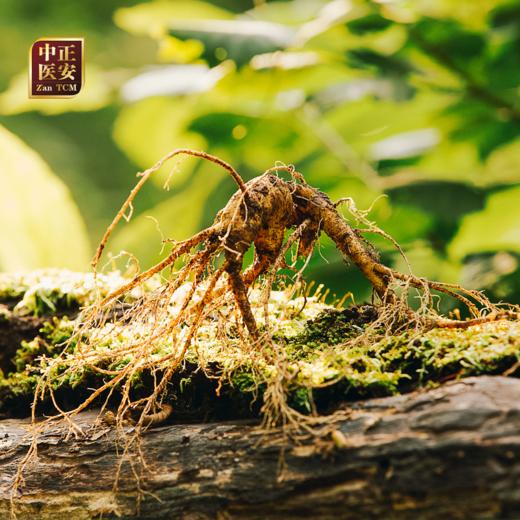 【2025门店请货】正安20年野山参鲜参  籽货鲜参   大于21g/根 商品图1