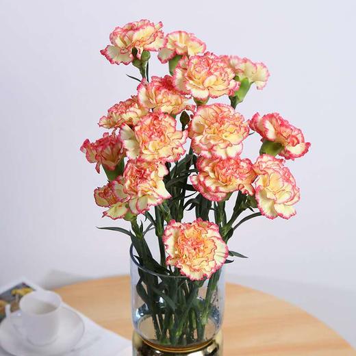 康乃馨鲜花（20支） 商品图4