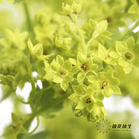 叶材 | 叶上黄金