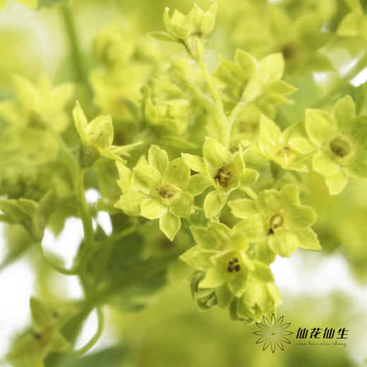 叶材 | 叶上黄金 商品图0