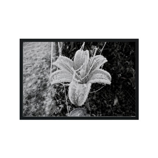 懂窝｜生命力 vitality 装饰画 Picture 商品图1