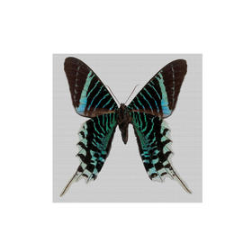 懂窝｜碧蝶 Emerald Butterfly 装饰画 Picture