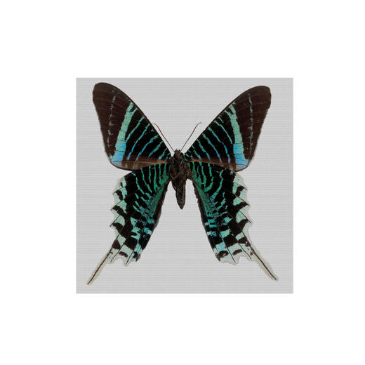 懂窝｜碧蝶 Emerald Butterfly 装饰画 Picture 商品图0