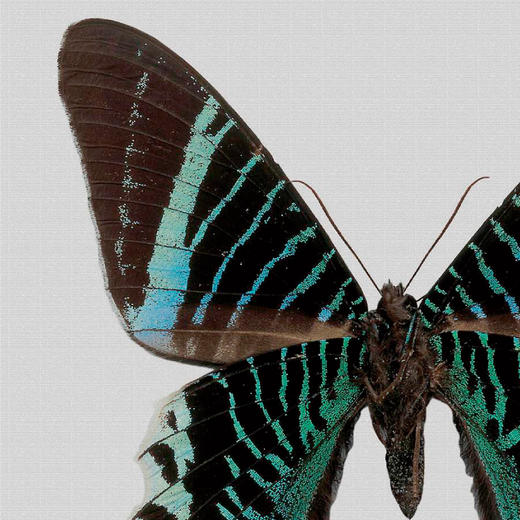 懂窝｜碧蝶 Emerald Butterfly 装饰画 Picture 商品图2