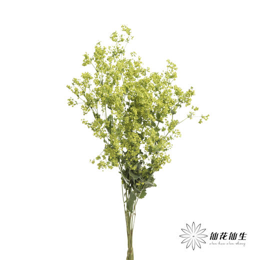 叶材 | 叶上黄金 商品图4