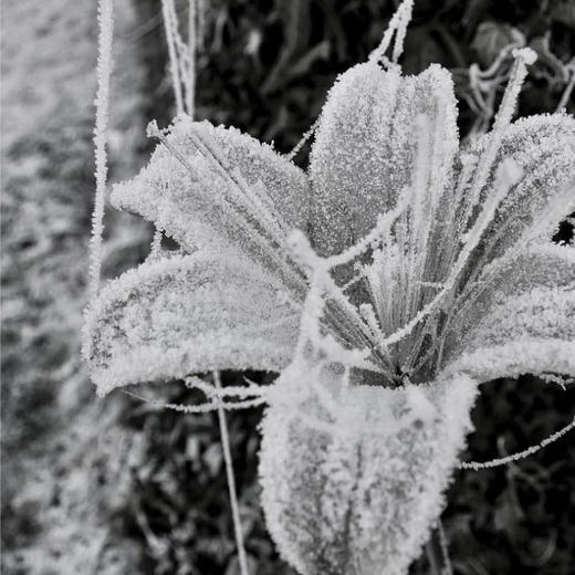 懂窝｜生命力 vitality 装饰画 Picture 商品图3