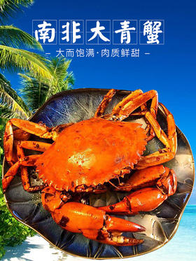 【大号非洲青蟹】