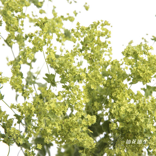 叶材 | 叶上黄金 商品图2