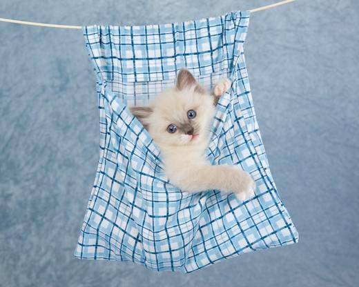 芋圆测试 商品图0