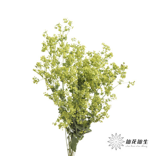 叶材 | 叶上黄金 商品图3