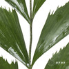 叶材 | 鱼尾叶 商品缩略图2