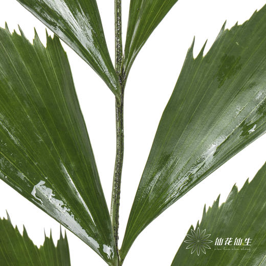 叶材 | 鱼尾叶 商品图2