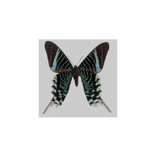 懂窝｜碧蝶 Emerald Butterfly 装饰画 Picture 商品图3