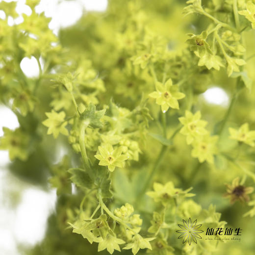 叶材 | 叶上黄金 商品图1