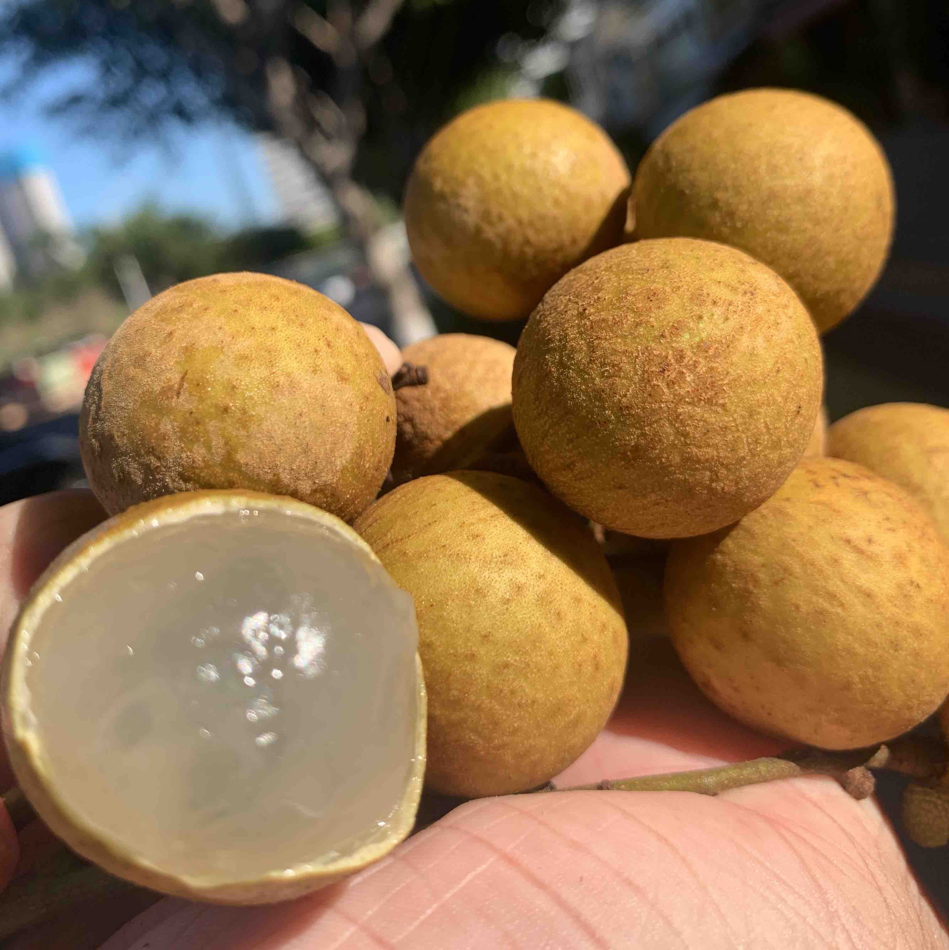 特惠#【凤梨穗龙眼】(500克) 商品图2