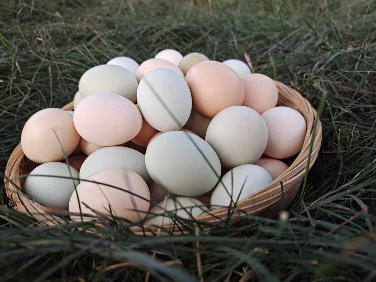 深山农家散养生态土鸡蛋 40枚